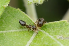 Crematogaster teranishii