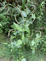 Atriplex patula