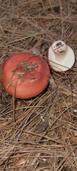 Russula rhodocephala