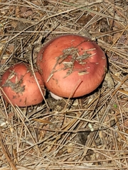 Russula rhodocephala