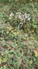 Achillea setacea