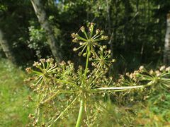 Peucedanum palustre