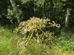 Peucedanum palustre