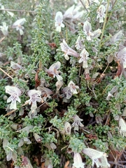 Prostanthera serpyllifolia microphylla