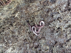 Typhlopidae