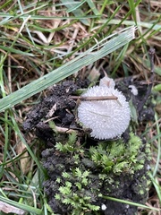 Lycoperdon curtisii