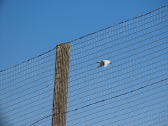 Ichthyaetus melanocephalus