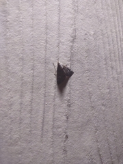 Hypena scabra