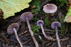 Cortinarius pulchellus