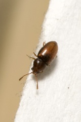 Atomaria