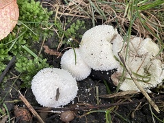 Lycoperdon curtisii