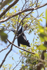Pteropus alecto