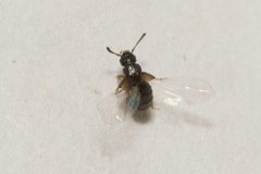 Anotylus nitidulus