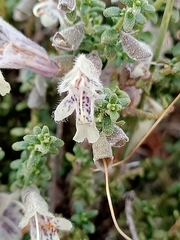 Prostanthera serpyllifolia microphylla