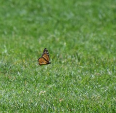 Danaus plexippus plexippus