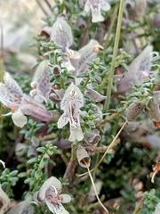 Prostanthera serpyllifolia microphylla