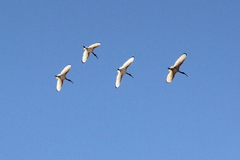 Threskiornis molucca