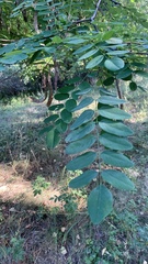 Robinia pseudoacacia