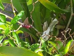 Dicelosternus corallinus