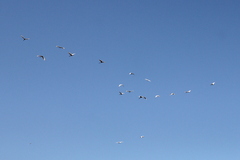 Threskiornis molucca