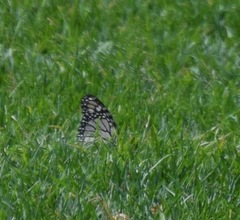 Danaus plexippus plexippus