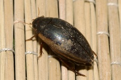 Ilybius fuliginosus