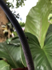 Neriidae