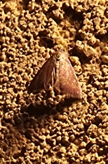 Parachma ochracealis