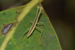 Orthodera