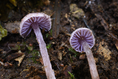 Cortinarius pulchellus
