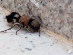 Ronisia brutia