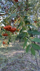 Sorbus aucuparia