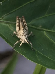 Acrididae