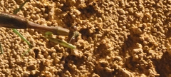 Stagmomantis limbata