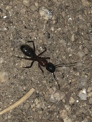 Camponotus vicinus