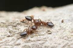 Crematogaster matsumurai
