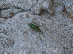 Eupholidoptera schmidti