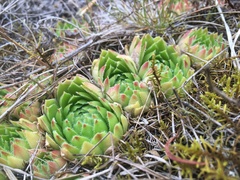 Sempervivum globiferum