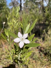 Eriostemon australasius