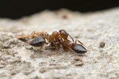 Crematogaster matsumurai