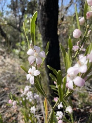 Eriostemon australasius