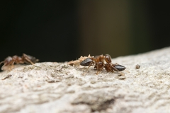 Crematogaster matsumurai