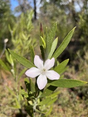 Eriostemon australasius