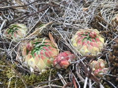 Sempervivum globiferum