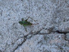 Eupholidoptera schmidti