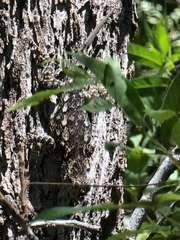 Sceloporus clarkii