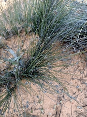 Schoenus subaphyllus