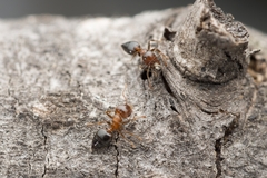 Crematogaster matsumurai