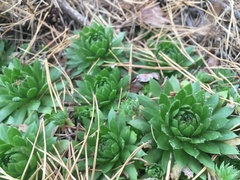 Sempervivum globiferum
