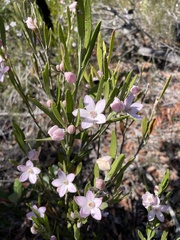 Eriostemon australasius
